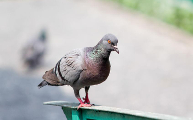 Wyłudzają pieniądze od deweloperów: straszą ich brudzącymi gołębiami