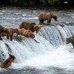 Niedźwiedzie brunatne w Parku Narodowym Katmai na Alasce