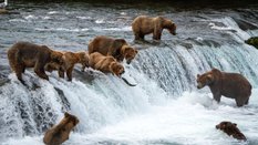 Niedźwiedzie brunatne w Parku Narodowym Katmai na Alasce