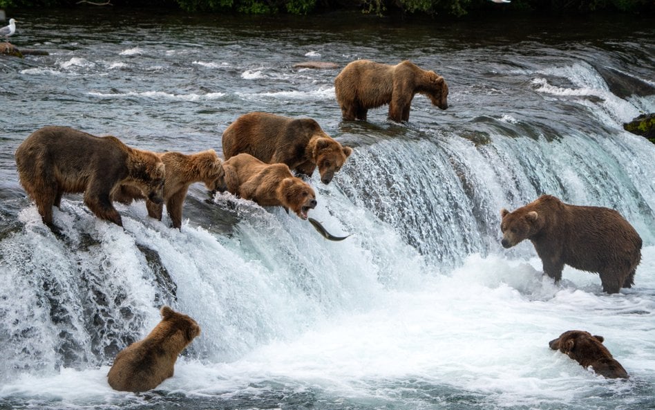 Niedźwiedzie brunatne w Parku Narodowym Katmai na Alasce