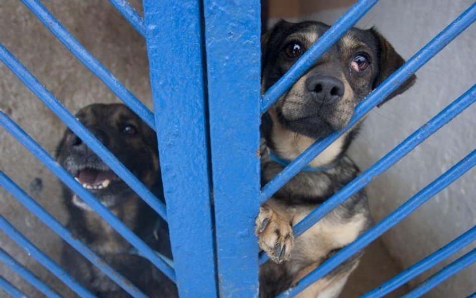 Za znęcanie się nad zwierzętami grozi do roku więzienia, ze szczególnym okrucieństwem – do dwóch. Na