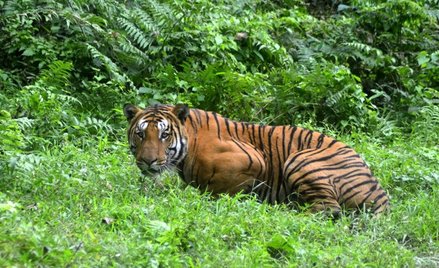 Chiny wydały wyrok śmierci na nosorożce i tygrysy