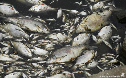 Niemiecka prasa: Ryby w Odrze nadal będą umierać