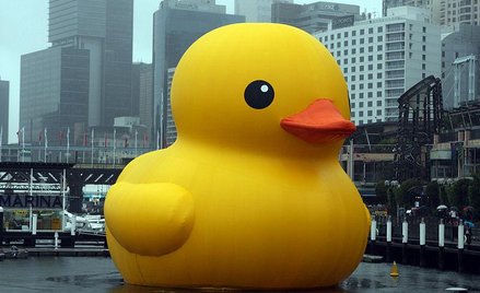 Gigantyczna gumowa kaczszka w Sydney