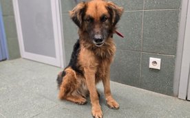 Osoby zainteresowane udzieleniem pomocy mogą zapoznać się ze szczegółowymi procedurami adopcyjnymi n