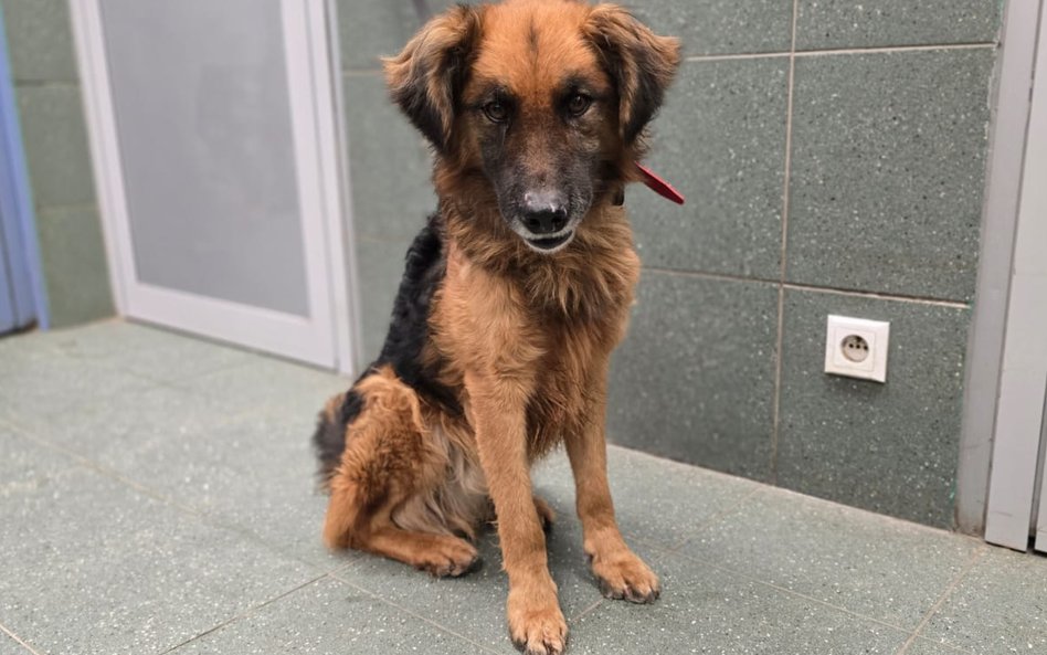 Osoby zainteresowane udzieleniem pomocy mogą zapoznać się ze szczegółowymi procedurami adopcyjnymi n