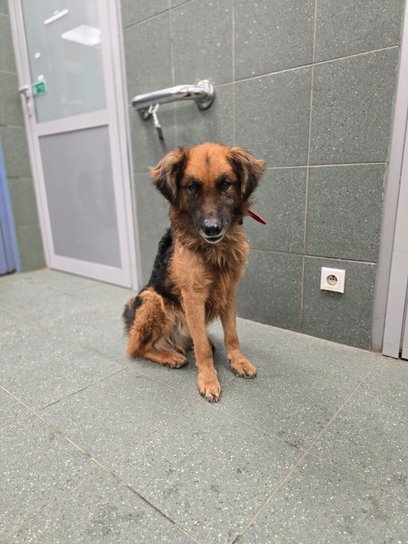 Osoby zainteresowane udzieleniem pomocy mogą zapoznać się ze szczegółowymi procedurami adopcyjnymi n