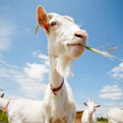 Agroturystyka ze zwolnieniem albo z 8-proc. stawką VAT