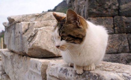 Kandydat na burmistrza Rzymu chce sprowadzić do miasta 500 tys. kotów z Azji