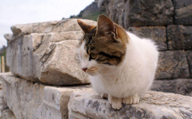 Kandydat na burmistrza Rzymu chce sprowadzić do miasta 500 tys. kotów z Azji