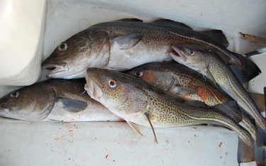Zakaz połowów dorsza w Bałtyku. Rusza program ochrony