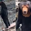 Zoo w Chinach zaprzecza, że niedźwiedziem na wybiegu jest przebrany pracownik
