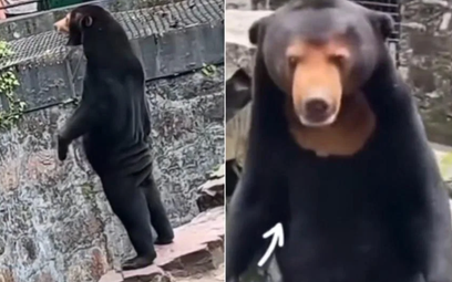 Zoo w Chinach zaprzecza, że niedźwiedziem na wybiegu jest przebrany pracownik