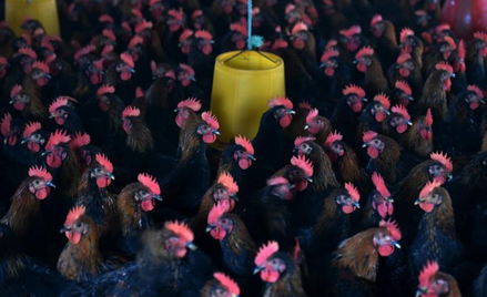 Antybiotyków nadużywają w produkcji mięsa hodowcy drobiu – alarmują specjaliści