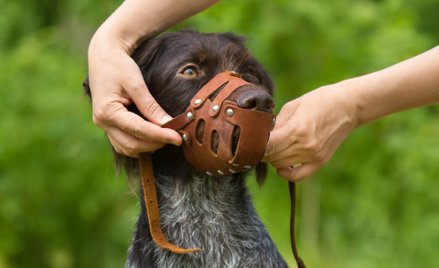 Sądy uchylają uchwały ws. zakładania psom kagańców.
