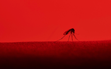 Opryski szkodzą nie tylko komarom