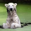 Niedźwiedź polarny jest zagrożony ociepleniem klimatu. Na wolności żyje ich jedynie ok. 25 tys.
