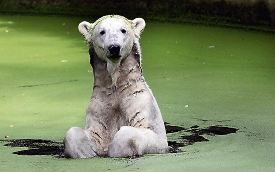 Niedźwiedź polarny jest zagrożony ociepleniem klimatu. Na wolności żyje ich jedynie ok. 25 tys.