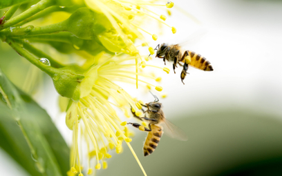 Fińscy badacze z Uniwersytetu Tampere pracują nad możliwością zastąpienia pszczół małymi robotami, k