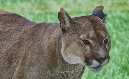 Szukają pumy, która miała trafić do zoo