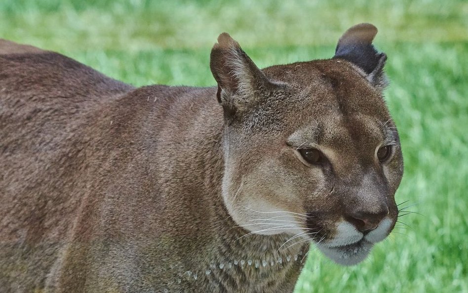 Szukają pumy, która miała trafić do zoo