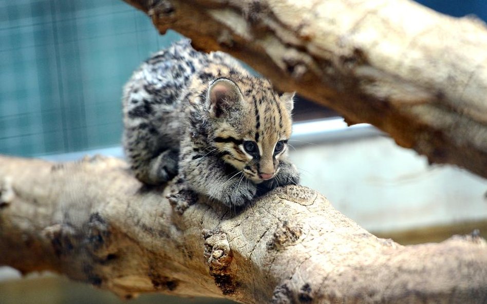 Mały mieszkaniec berlińskiego zoo