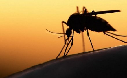 Oryginalny dekret francuskiego burmistrza. Zakaz komarów