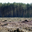 Kierunek gospodarki leśnej określi plan urządzenia lasu