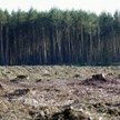 Globalna rzeź lasów trwa w najlepsze. Skala wylesiania rośnie, zamiast spadać