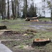 Nowy pomysł PiS: będzie łatwiejsza wycinka dużych drzew