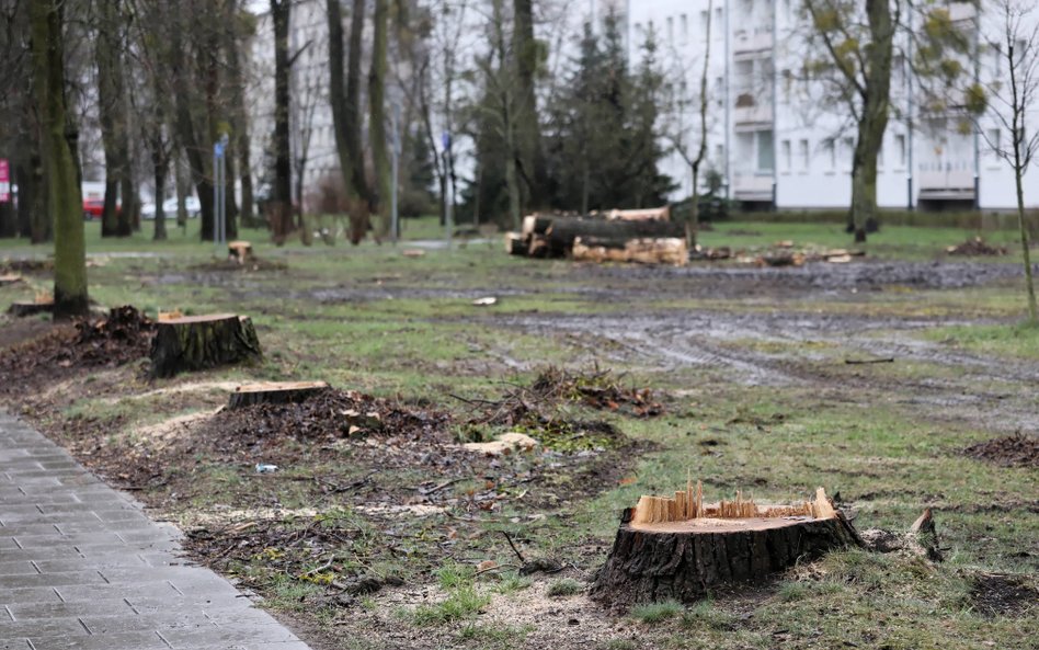 Nowy pomysł PiS: będzie łatwiejsza wycinka dużych drzew