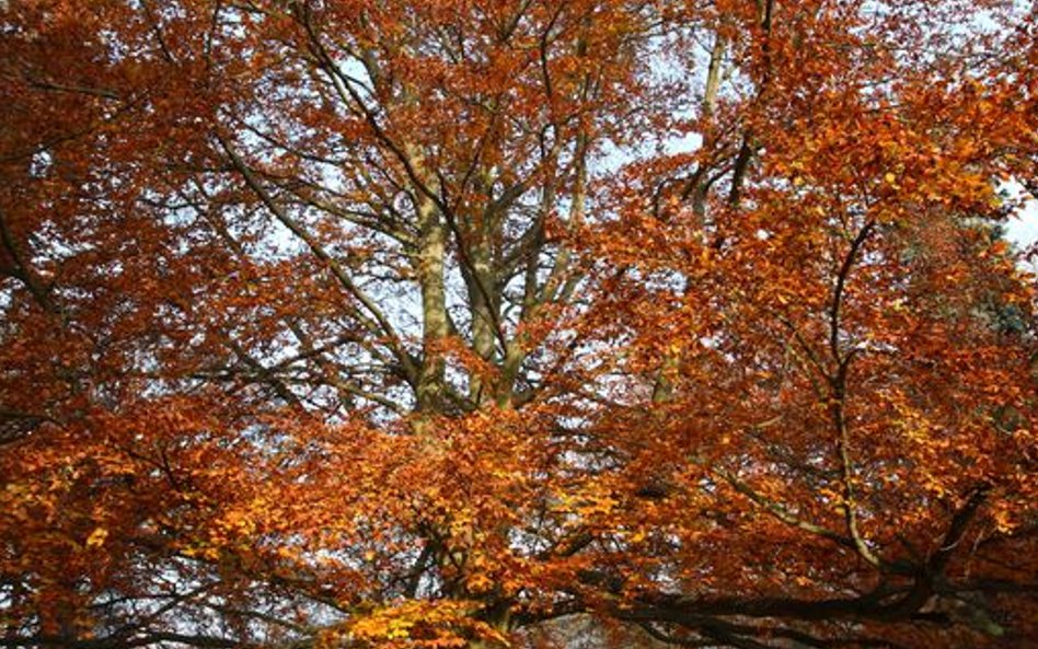 Fotorzepa/Bartosz Jankowski