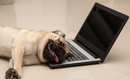 Fiskus: informatyk może rozliczyć połowę psa w kosztach domowej firmy