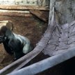 M’Tonge ma zimą nową rozrywkę – bujanie w hamaku