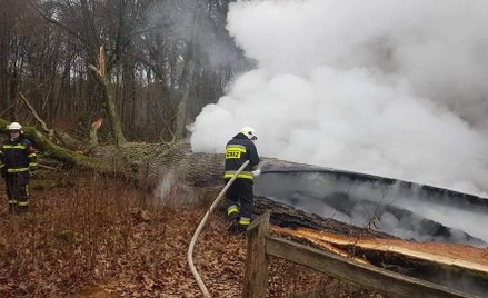 "Dąb Rzeczypospolitej" spalony. Nagroda za wskazanie sprawcy