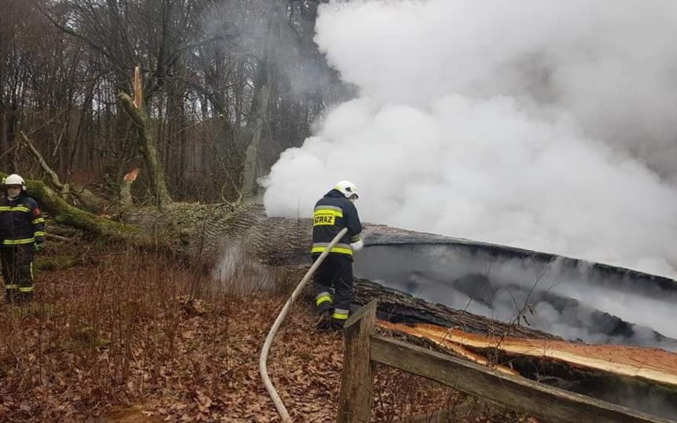 "Dąb Rzeczypospolitej" spalony. Nagroda za wskazanie sprawcy