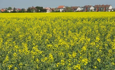 NIK wykazała nadużycia Agencji Nieruchomości Rolnych w Poznaniu w sprzedaży i dzierżawie nieruchomoś
