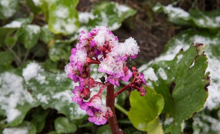 Atak zimy w środku wiosny