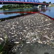 Akcja usuwania martwych ryb z Odry w miejscowości Krajnik Dolny