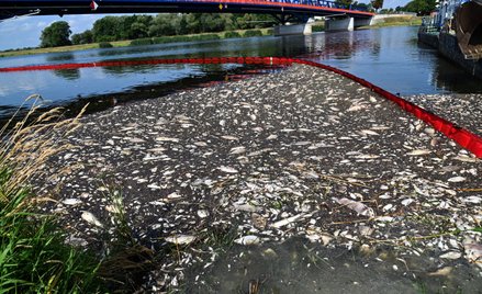 Akcja usuwania martwych ryb z Odry w miejscowości Krajnik Dolny