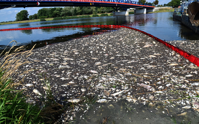 Akcja usuwania martwych ryb z Odry w miejscowości Krajnik Dolny