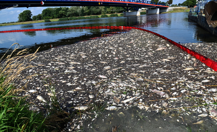 Akcja usuwania martwych ryb z Odry w miejscowości Krajnik Dolny