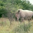 Biały nosorożec północny