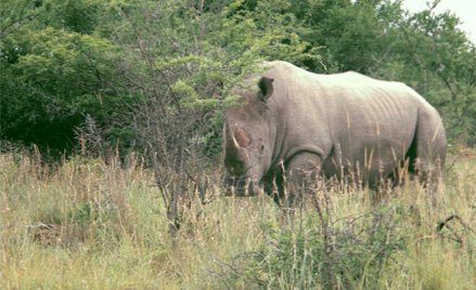 Biały nosorożec północny
