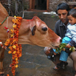 Hindusi w Nepalu czczą krowy, ozdabiając im szyje kwietnymi girlandami i karmiąc przysmakami