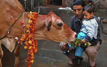 Hindusi w Nepalu czczą krowy, ozdabiając im szyje kwietnymi girlandami i karmiąc przysmakami