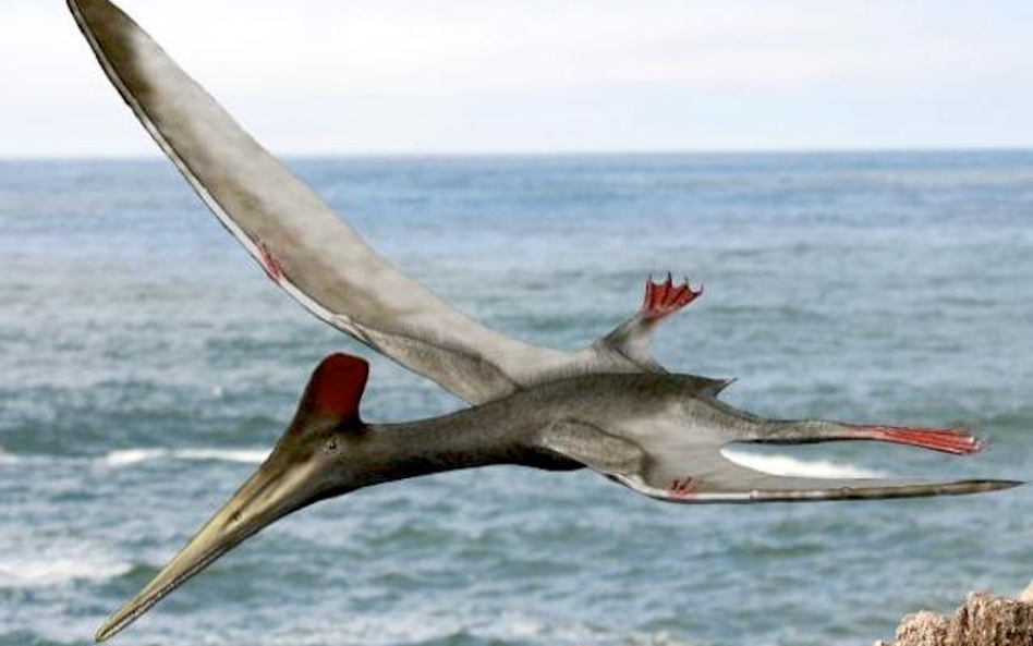 Pterodaktyl był pierwszym odkrytym gadem latającym.