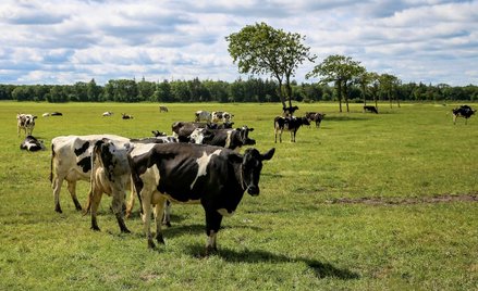 Nowy podatek wejdzie w życie w Danii od 2030 roku.