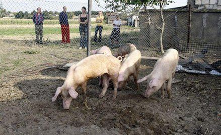 Wychudzone zwierzęta uratowane z gospodarstwa pod Poznaniem
