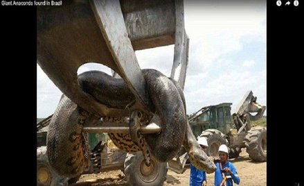 Brazylia: Gigantyczna anakonda znaleziona na budowie